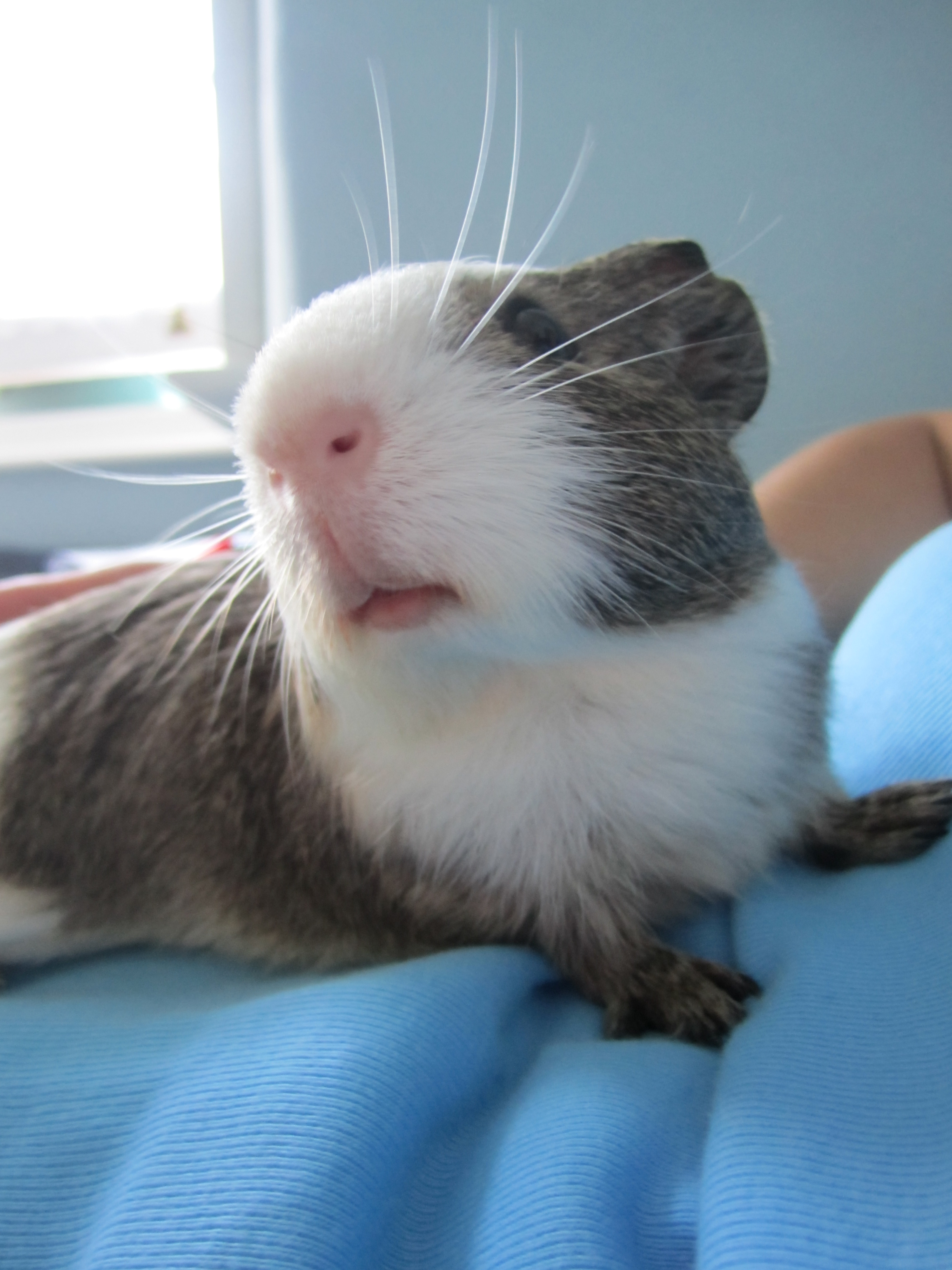 can guinea pigs die of depression