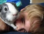 Does My Guinea Pig Love Me?